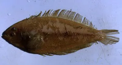 Mediterranean scaldfish (Arnoglossus laterna)