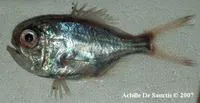 Mediterranean slimehead (Hoplostethus mediterraneus mediterraneus)