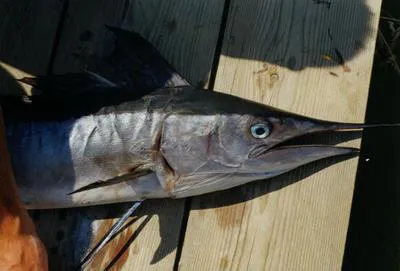 Mediterranean spearfish (Tetrapturus belone)