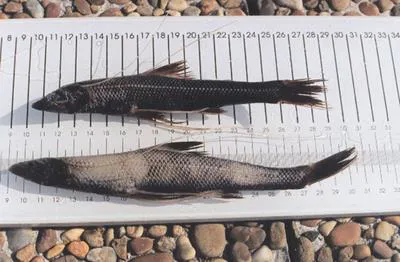 Mediterranean spiderfish (Bathypterois dubius)
