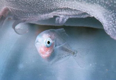 Medusafish (Icichthys lockingtoni)