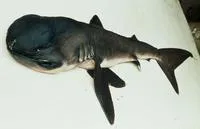 Megamouth shark (Megachasma pelagios)