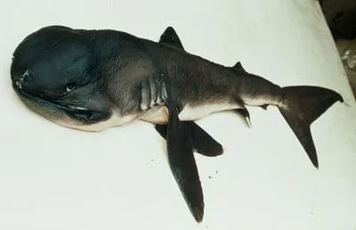 Megamouth shark (Megachasma pelagios)