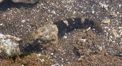 Meggitt's goby (Bathygobius meggitti)