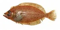 Megrim (Lepidorhombus whiffiagonis)