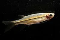 Mekong flying barb (Esomus longimanus)