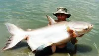 Mekong giant catfish (Pangasianodon gigas)