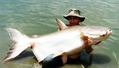 Mekong giant catfish (Pangasianodon gigas)