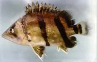 Mekong tiger perch (Datnioides undecimradiatus)