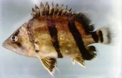 Mekong tiger perch (Datnioides undecimradiatus)