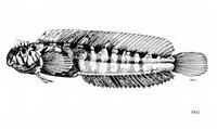 Mekran blenny (Omobranchus mekranensis)
