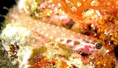 Melasma pygmy goby (Eviota melasma)