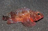 Melliss's scorpionfish (Scorpaena mellissii)