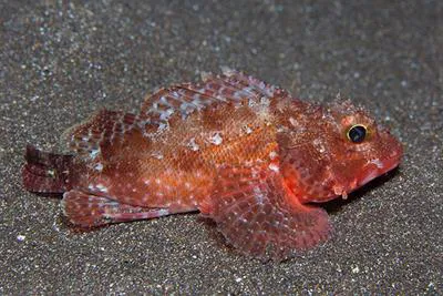 Melliss's scorpionfish (Scorpaena mellissii)