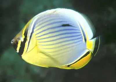 Melon butterflyfish (Chaetodon trifasciatus)