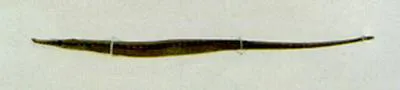 Menado pipefish (Microphis manadensis)
