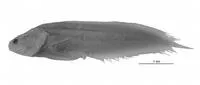 Menne's coralbrotula (Diancistrus mennei)
