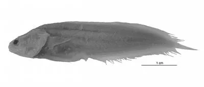 Menne's coralbrotula (Diancistrus mennei)