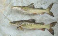 Menoda catfish (Hemibagrus menoda)