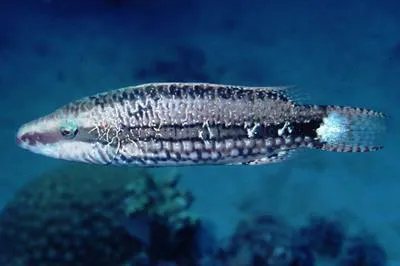 Mental wrasse (Oxycheilinus mentalis)
