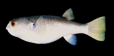 Merauke toadfish (Marilyna meraukensis)