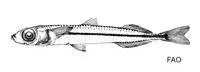 Mercer's tusked silverside (Dentatherina merceri)