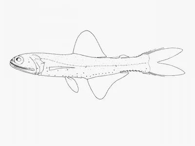 Mermaid lanternfish (Lampanyctus lepidolychnus)