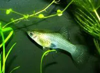 Merry widow livebearer (Phallichthys amates)