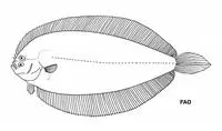 Merten's moonflounder (Monolene mertensi)