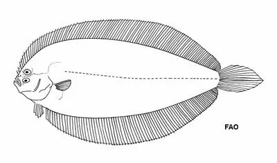 Merten's moonflounder (Monolene mertensi)