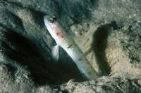Mertens' prawn-goby (Vanderhorstia mertensi)