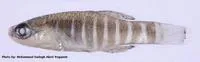 Mesopotamian tooth-carp (Aphanius mesopotamicus)