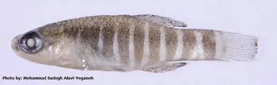 Mesopotamian tooth-carp (Aphanius mesopotamicus)