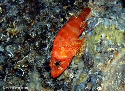 Messina rockfish (Scorpaenodes arenai)