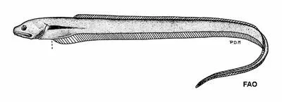 Messmate (Echiodon cryomargarites)