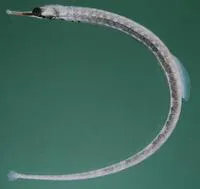 Messmate pipefish (Corythoichthys haematopterus)