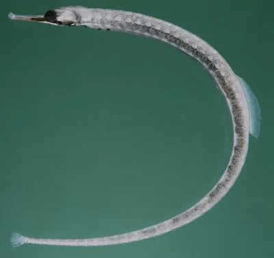 Messmate pipefish (Corythoichthys haematopterus)