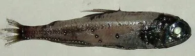 Metallic lantern fish (Myctophum affine)