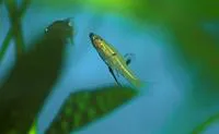 Metallic livebearer (Girardinus metallicus)