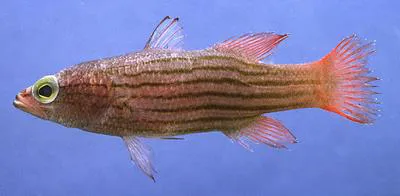 Meteor perch (Liopropoma susumi)