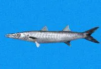 Mexican barracuda (Sphyraena ensis)