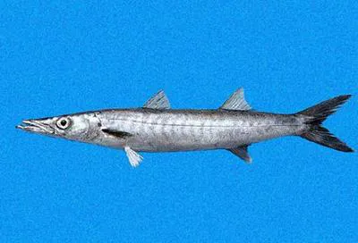 Mexican barracuda (Sphyraena ensis)