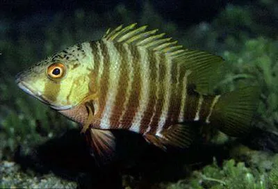 Mexican barred snapper (Hoplopagrus guentherii)