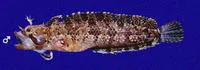 Mexican blenny (Paraclinus mexicanus)