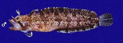 Mexican blenny (Paraclinus mexicanus)