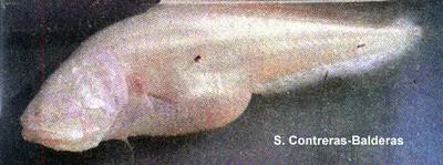 Mexican blind brotula (Typhliasina pearsei)