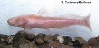 Mexican blindcat (Prietella phreatophila)