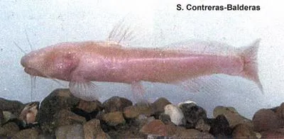 Mexican blindcat (Prietella phreatophila)