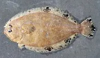 Mexican flounder (Cyclopsetta chittendeni)