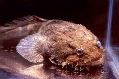 Mexican freshwater toadfish (Batrachoides goldmani)